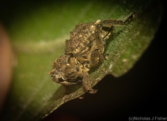 Pseudometyrus bicaudatus