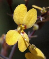 Stylidium luteum