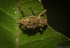 Pseudometyrus bicaudatus