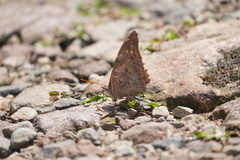 Historis acheronta