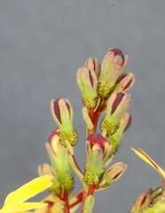 Stylidium luteum