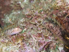 Alloclinus holderi