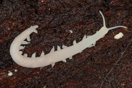 Tasmanipatus anophthalmus