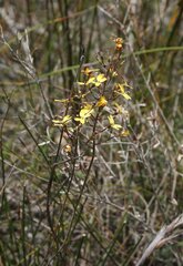 Stylidium luteum