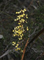 Stylidium luteum
