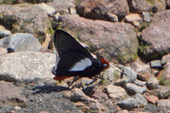 Pyrrhopygopsis socrates