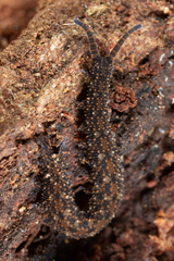 Ooperipatellus