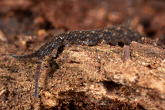 Ooperipatellus