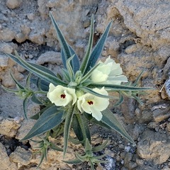 Mohavea confertiflora