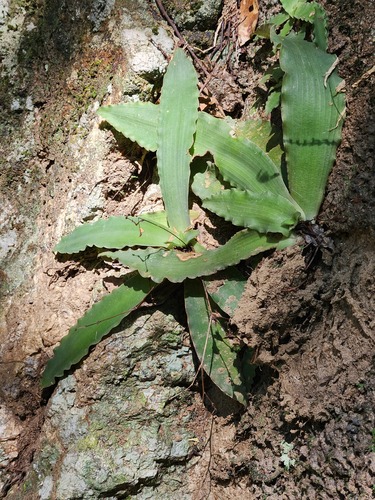 Murdannia fadeniana (Murdannia fadeniana)