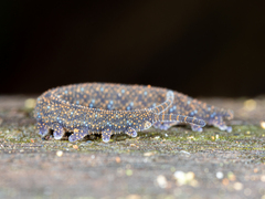 Ooperipatellus