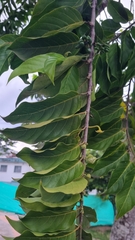 Cananga odorata