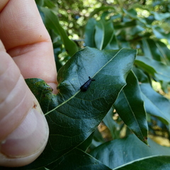 Mystacides sepulchralis