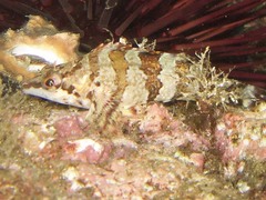Oxylebius pictus