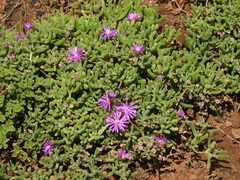 Drosanthemum hispidum