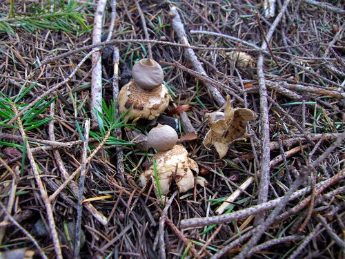 Geastrum saccatum