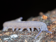 Ooperipatellus