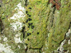 Bacidia schweinitzii