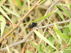 Mallophora ruficauda