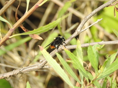 Mallophora ruficauda