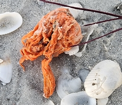 Clathria prolifera