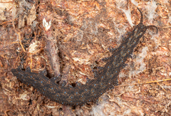 Ooperipatellus