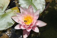 Nymphaea × khurooi