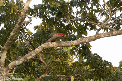 Melanerpes