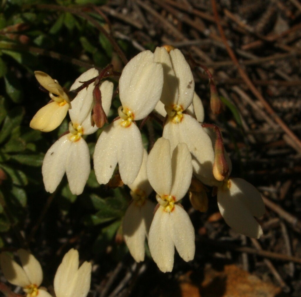 Stylidium rupestre