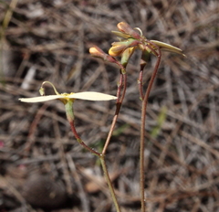 Stylidium rupestre