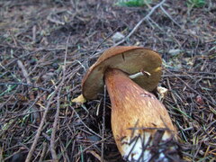 Boletus fibrillosus