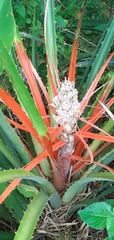 Bromelia balansae