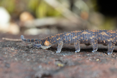 Ooperipatellus nickmayeri