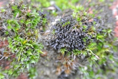 Enchylium tenax ceranoides