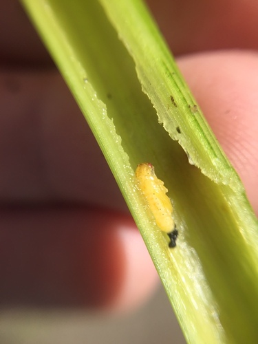 Photo of Alligatorweed Flea Beetle (Agasicles hygrophila)
