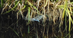 Aeshna palmata