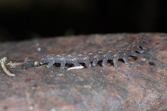 Ooperipatellus nickmayeri