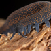 Velvet Worms - Photo (c) Gonzalo Giribet, some rights reserved (CC BY-NC), uploaded by Gonzalo Giribet