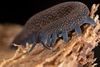 Velvet Worms - Photo (c) Gonzalo Giribet, some rights reserved (CC BY-NC), uploaded by Gonzalo Giribet