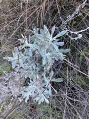 Pseudognaphalium beneolens