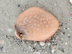 Aplidium stellatum