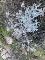 Pseudognaphalium beneolens