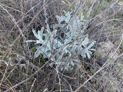 Pseudognaphalium beneolens