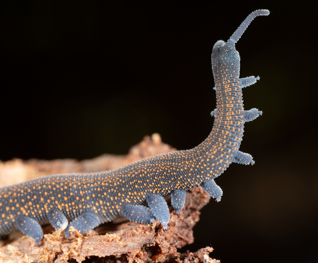Diemenipatus taiti