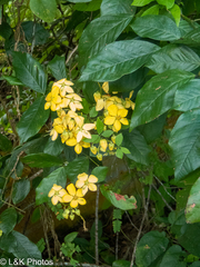 Cassia fistula