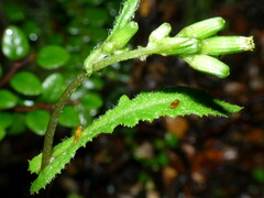 Senecio wairauensis
