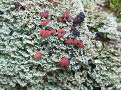 Cladonia caespiticia