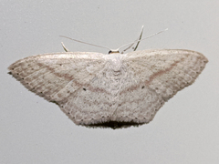 Scopula perlata