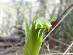 Pterostylis monticola
