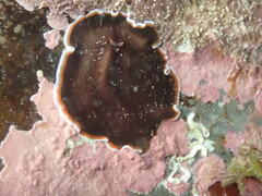 Callioplana marginata